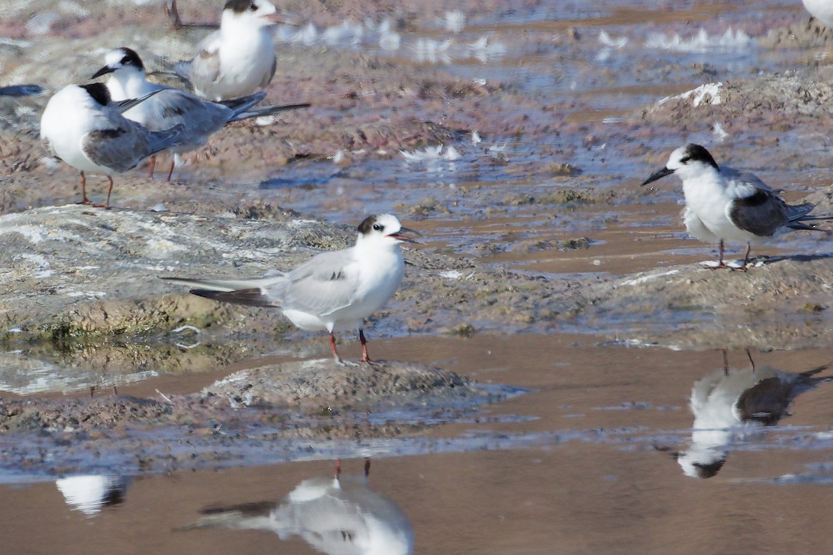 Common Tern - ML645318225