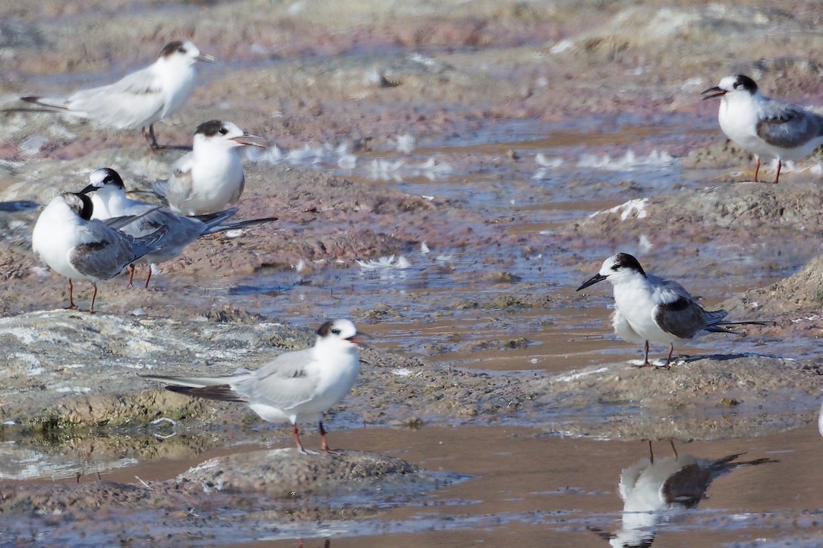 Common Tern - ML645318227
