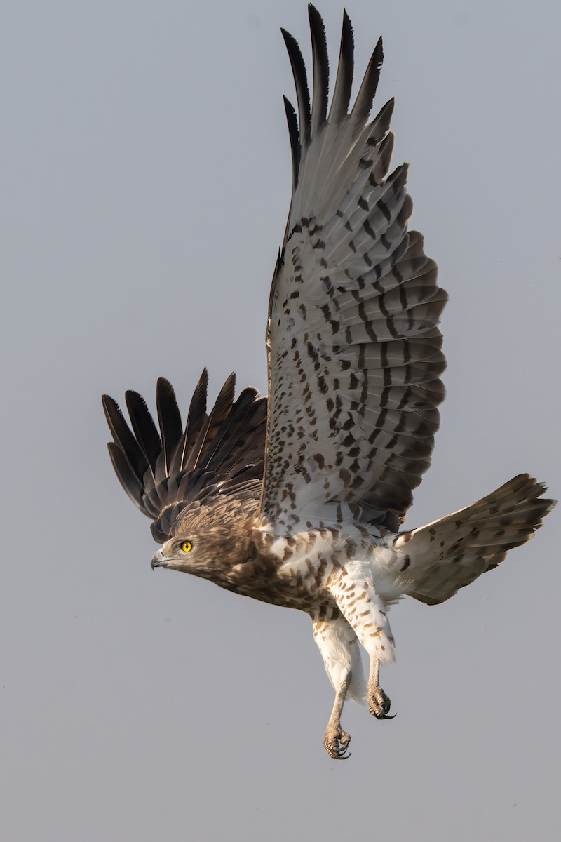 Short-toed Snake-Eagle - ML645318230