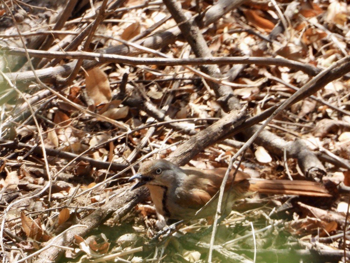 Collared Palm-Thrush - ML645318235