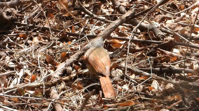 Collared Palm-Thrush - ML645318236