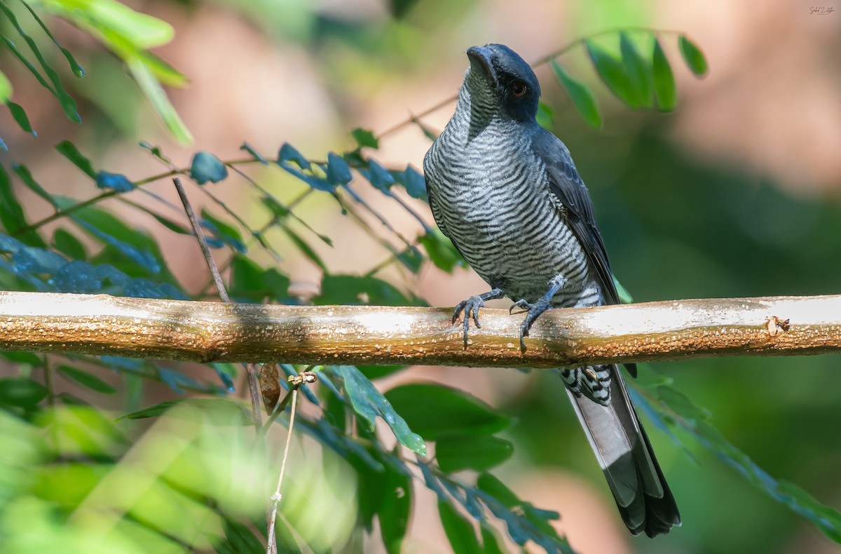 Andaman Cuckooshrike - ML645318246