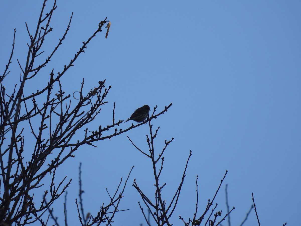 European Serin - ML645318247