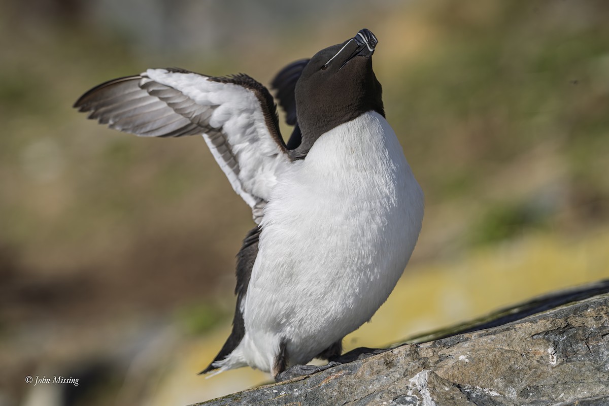 Razorbill - ML645318254
