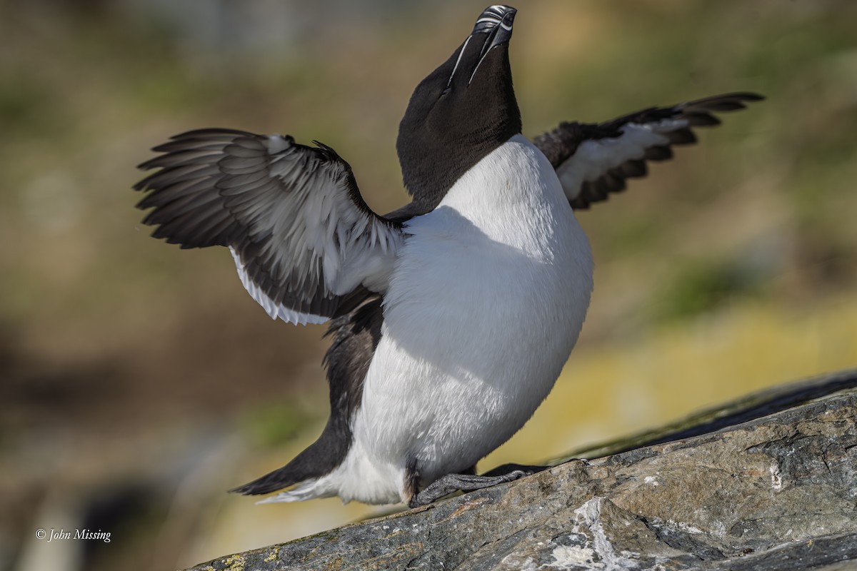 Razorbill - ML645318255