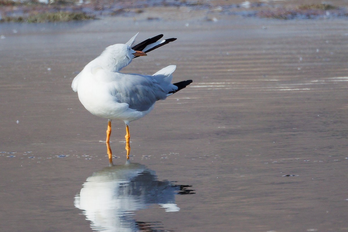 Морской голубок - ML645318256