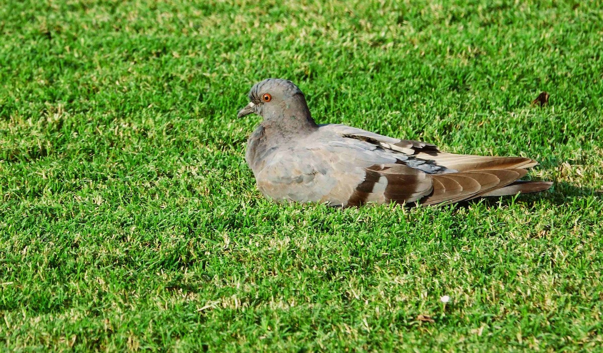 Сизый голубь (Одомашненного типа) - ML645318257