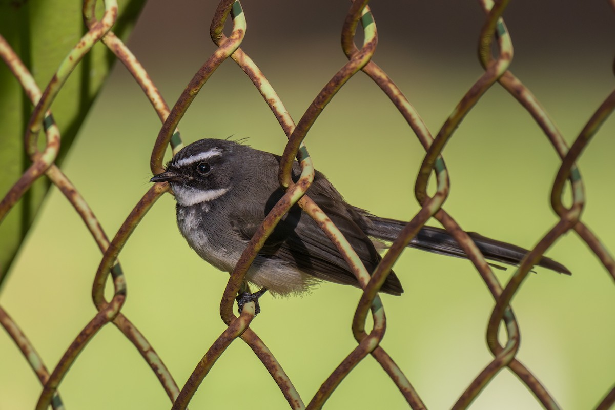 Белогорлая веерохвостка - ML645318258