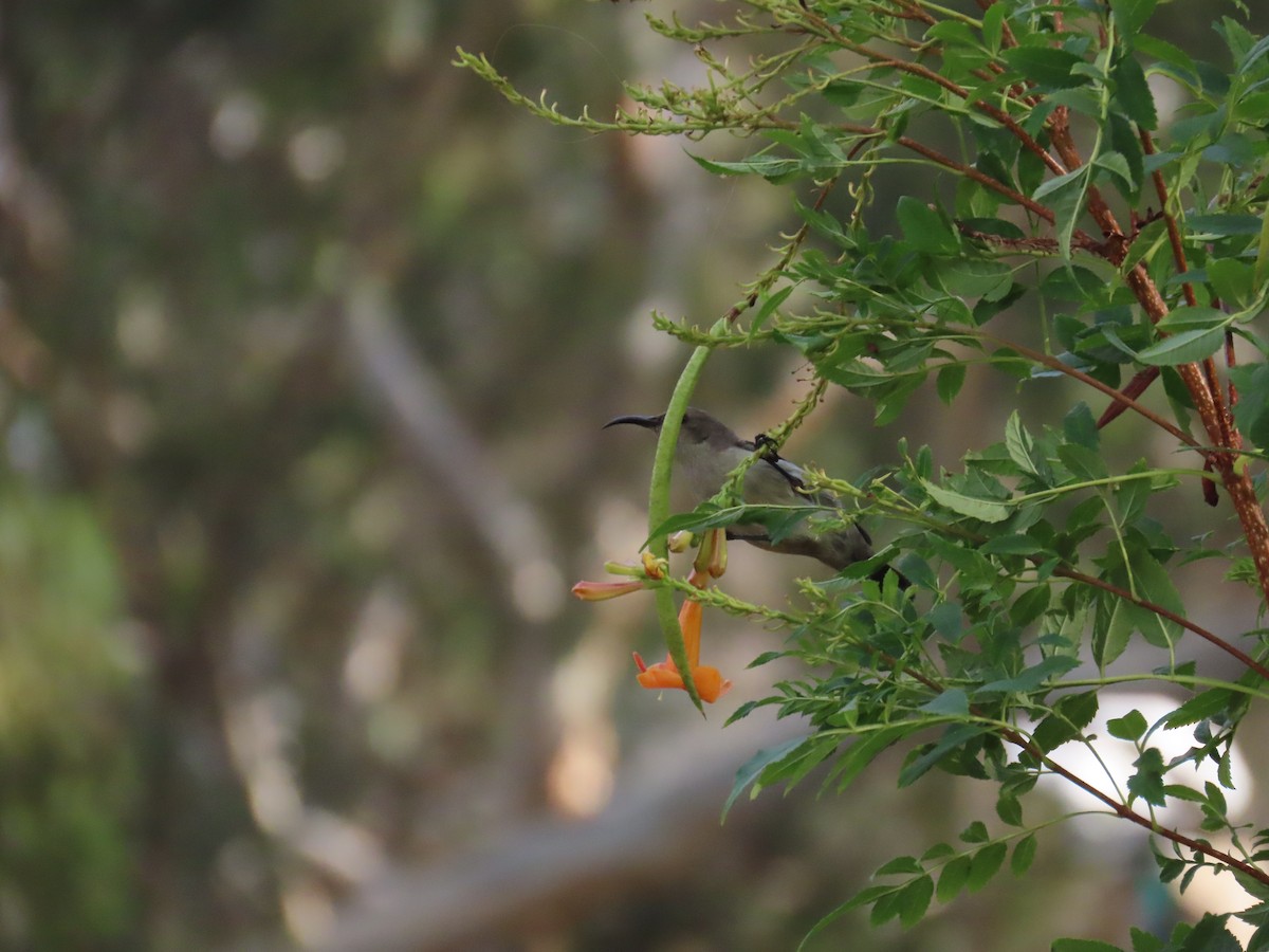 Палестинская некатарница - ML645318259