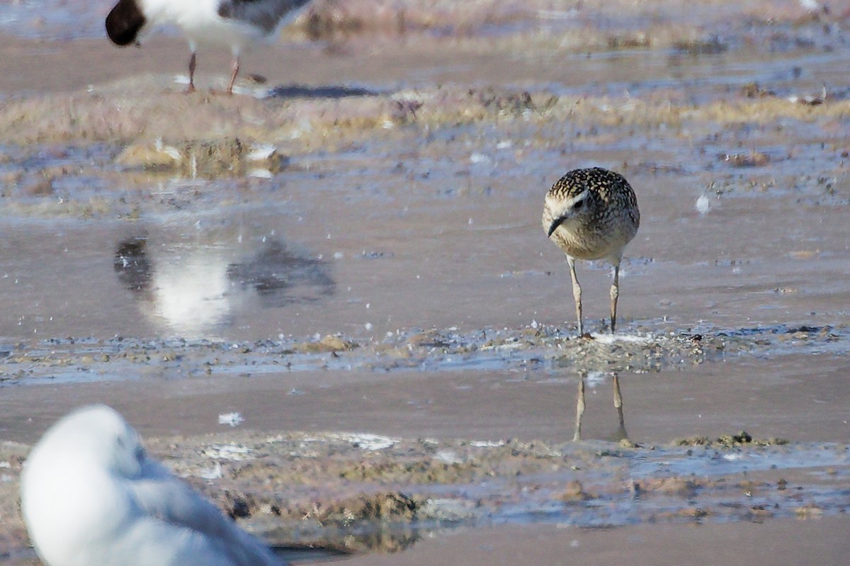 Тулес - ML645318260