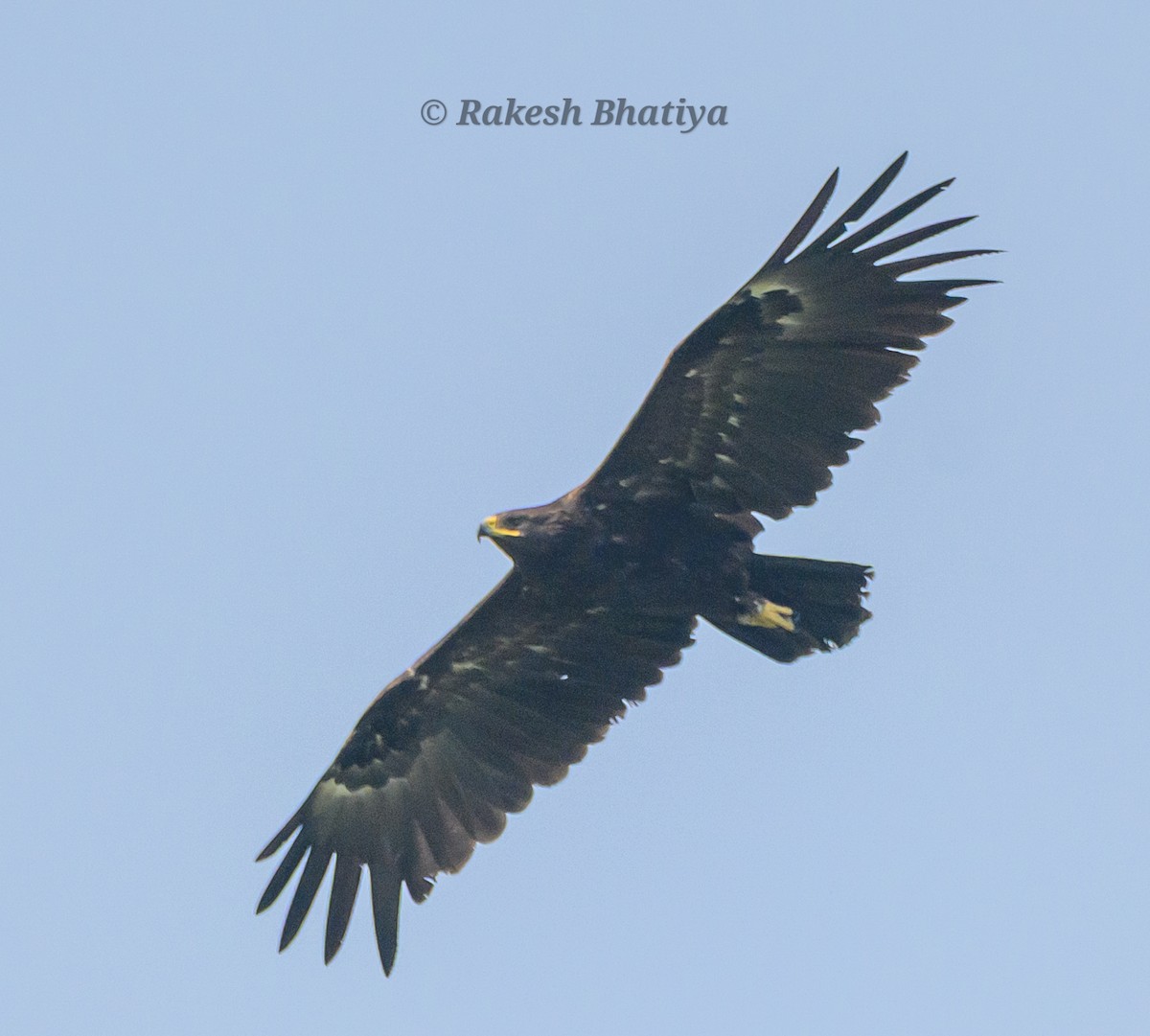 Большой подорлик - ML645318261