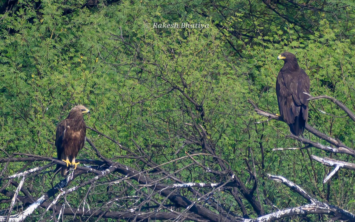 Большой подорлик - ML645318262