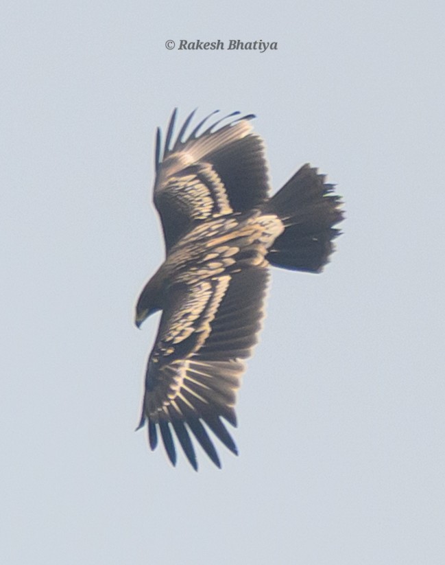 Большой подорлик - ML645318263