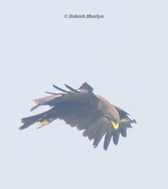 Большой подорлик - ML645318264