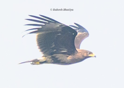 Большой подорлик - ML645318265