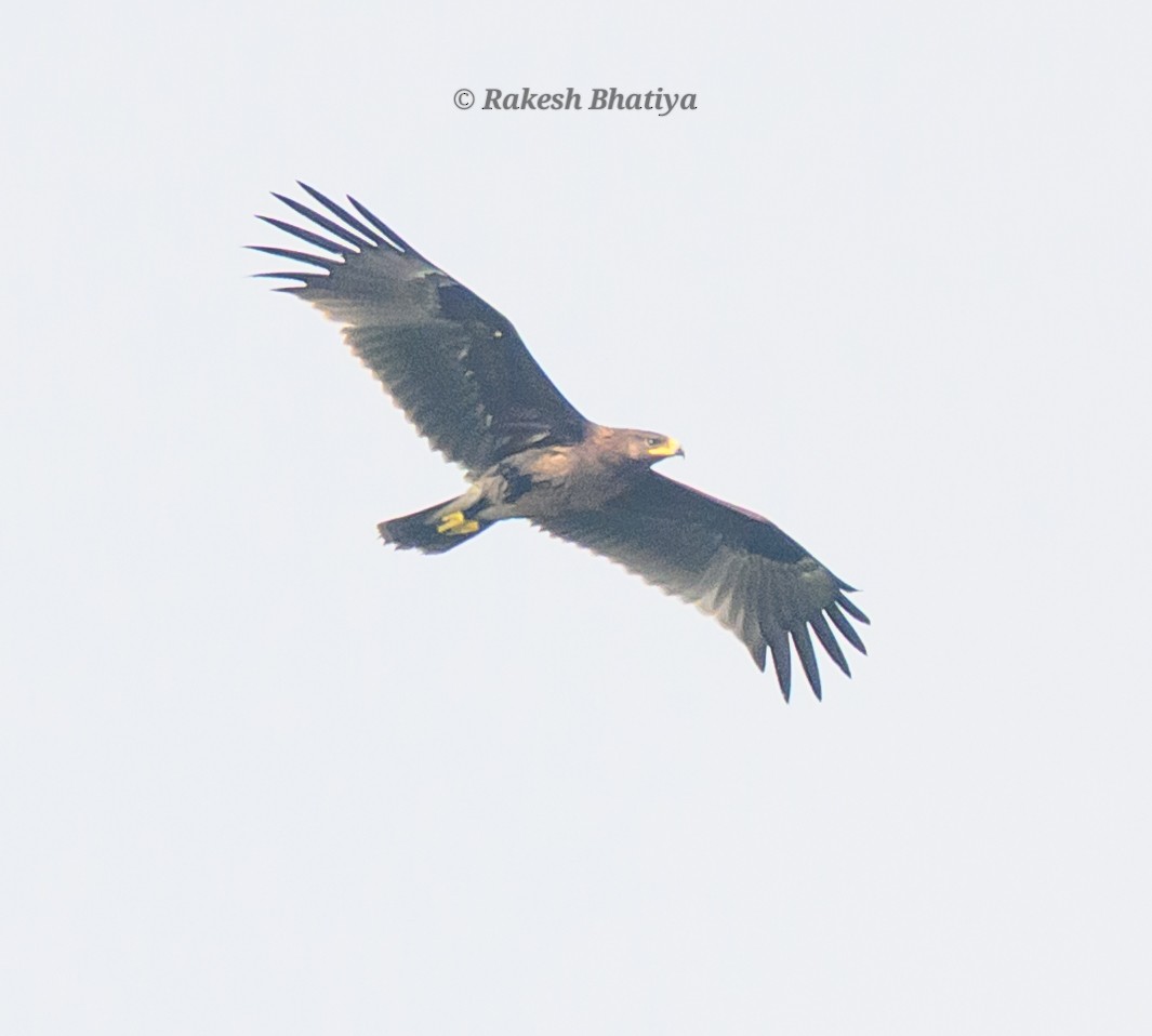 Большой подорлик - ML645318266