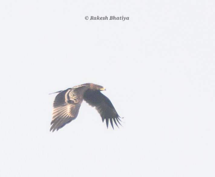 Большой подорлик - ML645318267