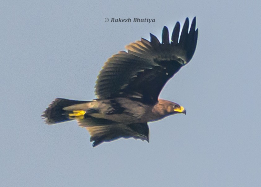 Большой подорлик - ML645318268