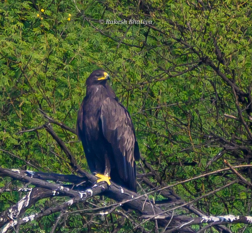 Большой подорлик - ML645318269