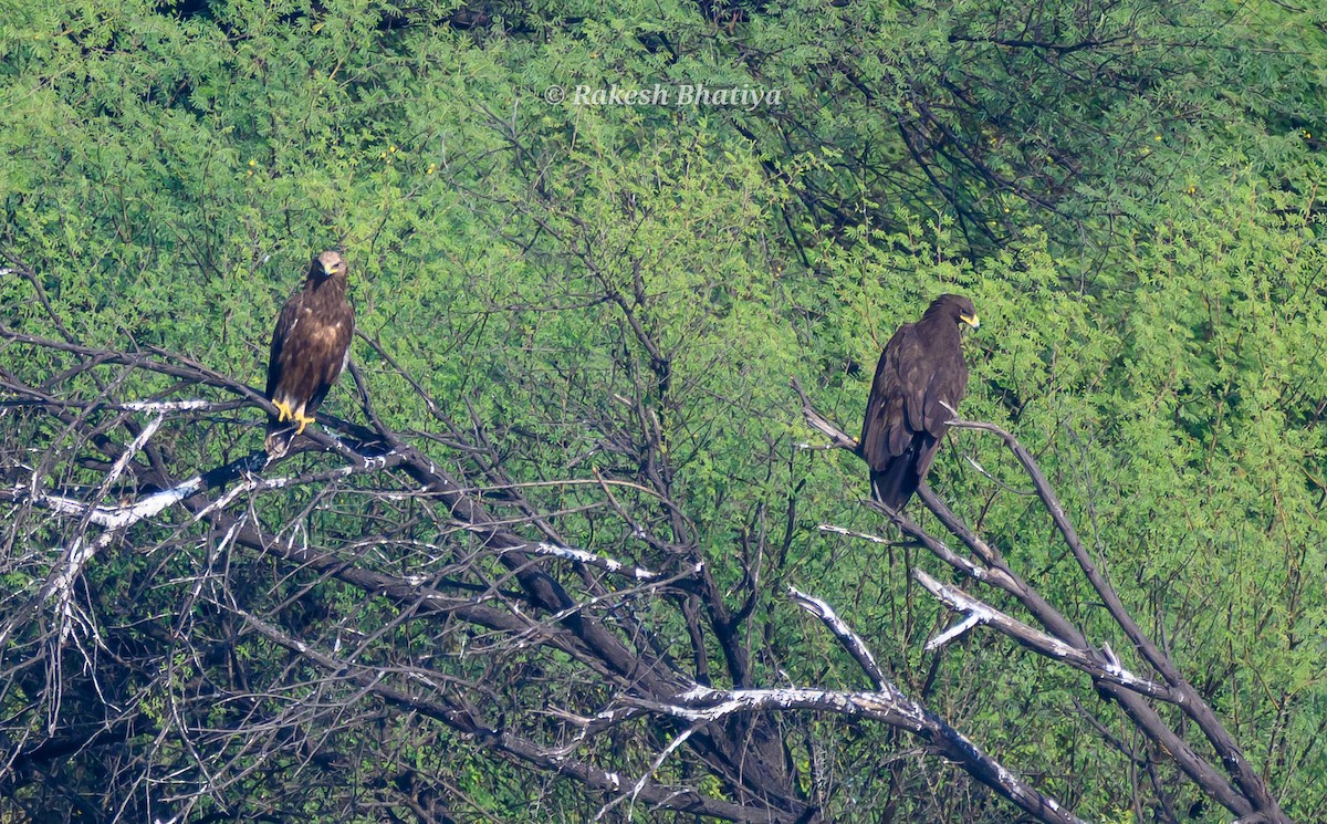 Большой подорлик - ML645318270