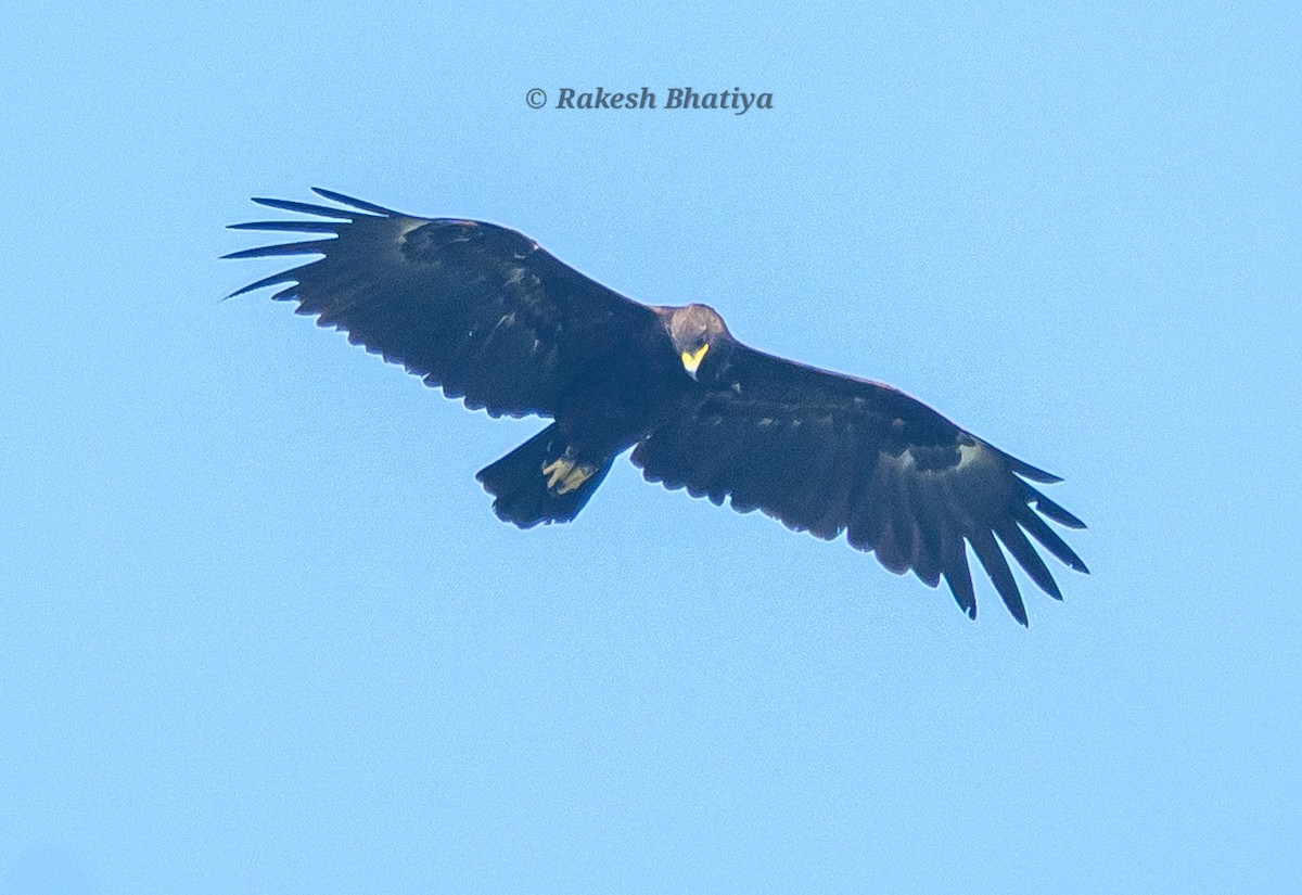 Большой подорлик - ML645318271