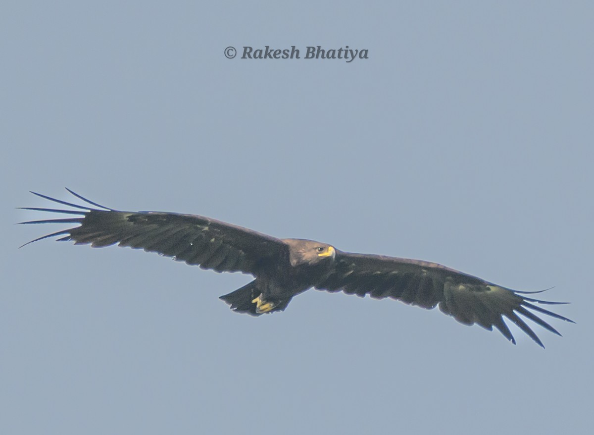 Большой подорлик - ML645318272