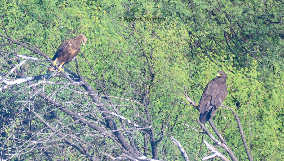 Большой подорлик - ML645318273