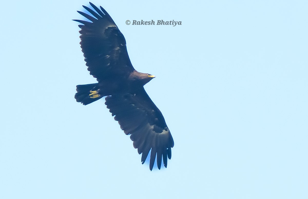 Большой подорлик - ML645318275