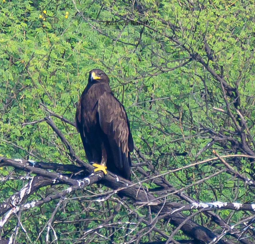 Большой подорлик - ML645318276