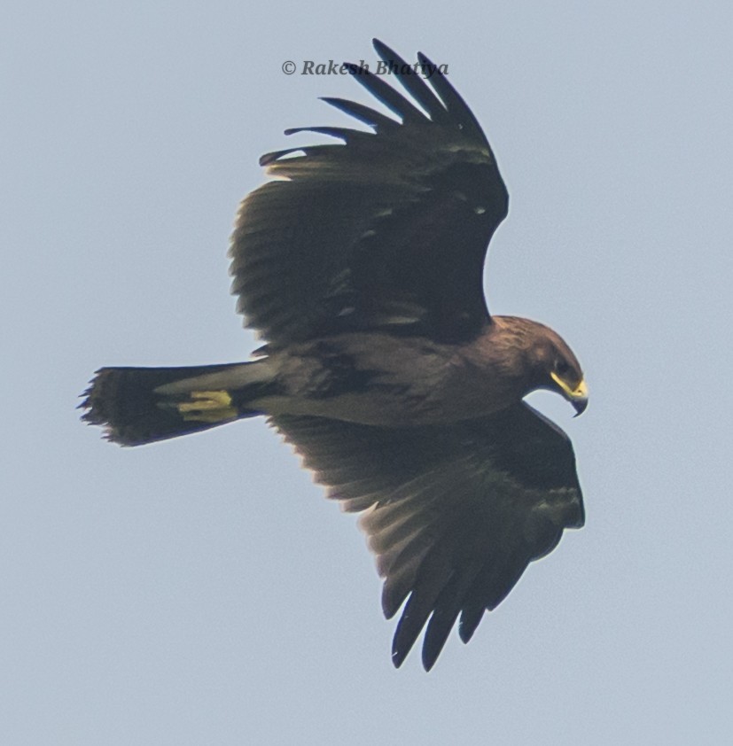 Большой подорлик - ML645318277