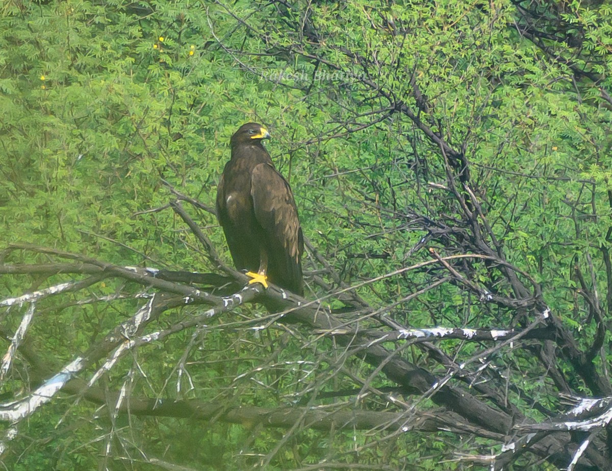 Большой подорлик - ML645318278