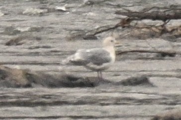 Iceland Gull - ML645318279
