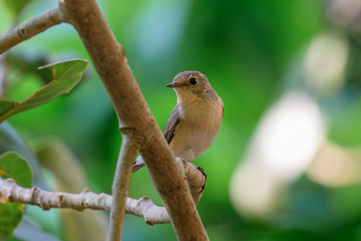 Малая мухоловка - ML645318280