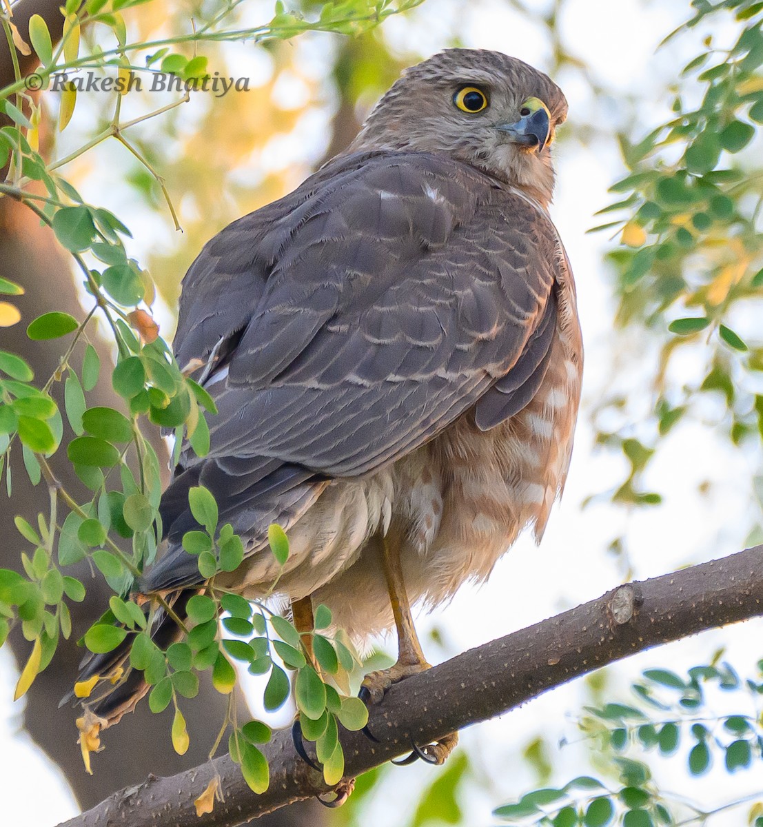 Тювик - ML645318281