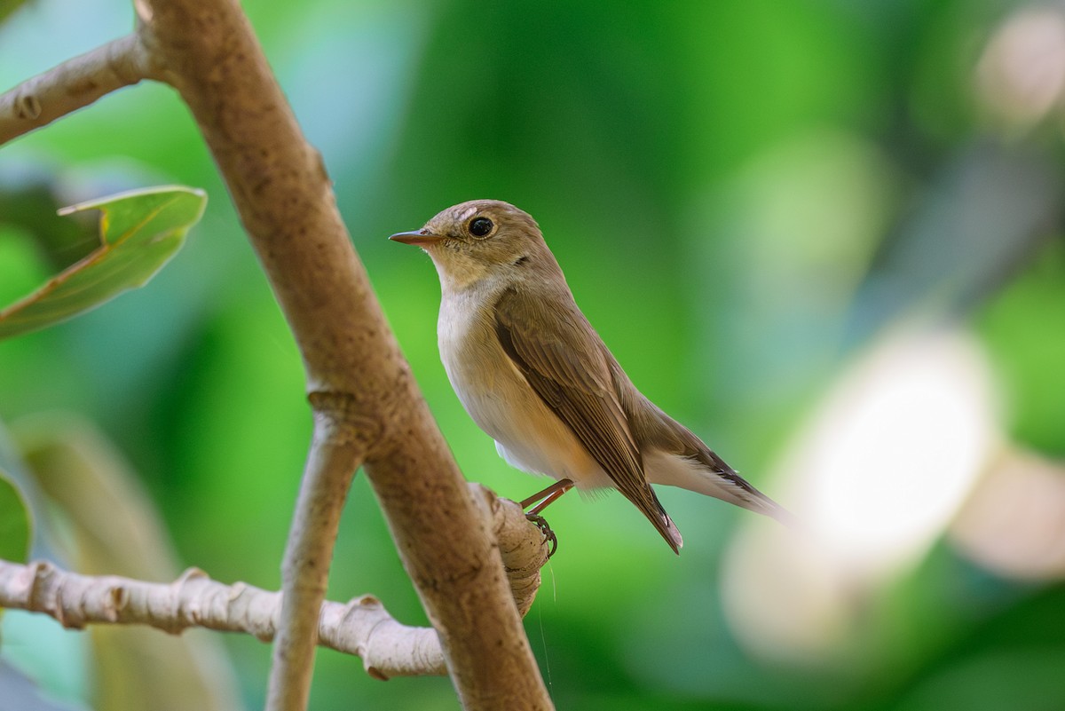 Малая мухоловка - ML645318282