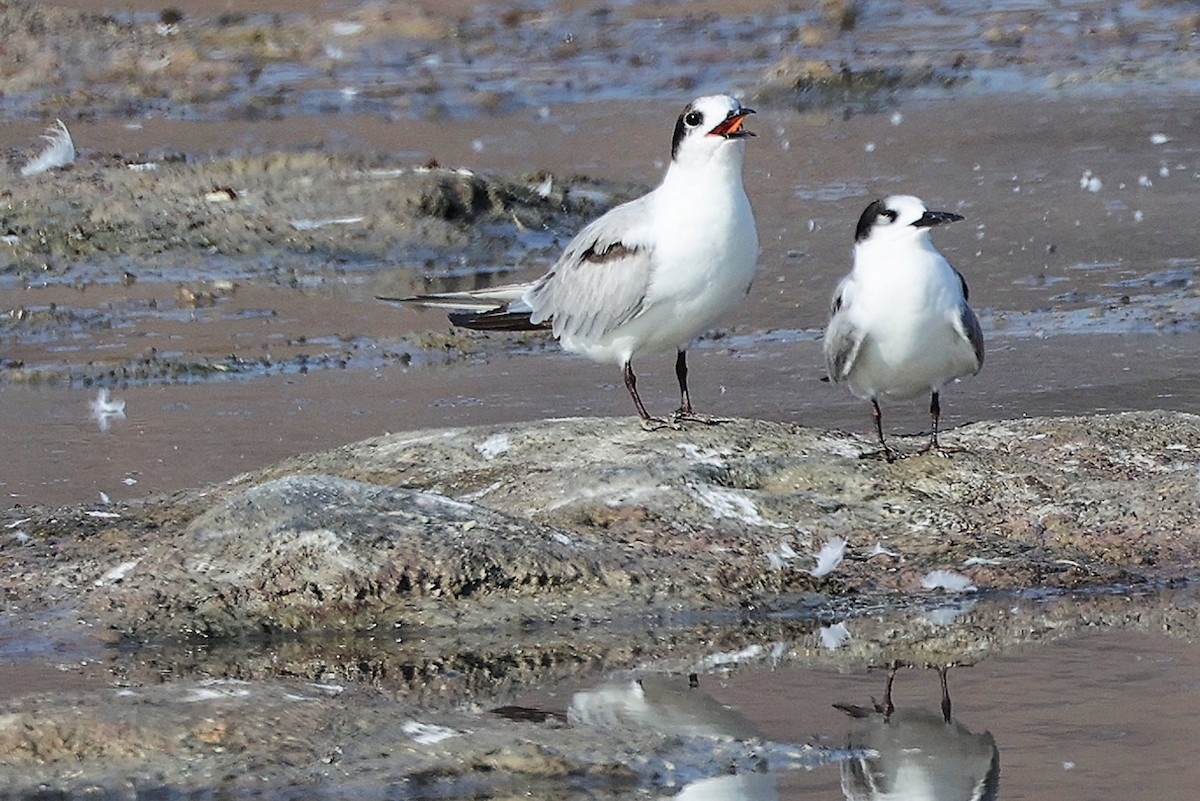 Речная крачка - ML645318283