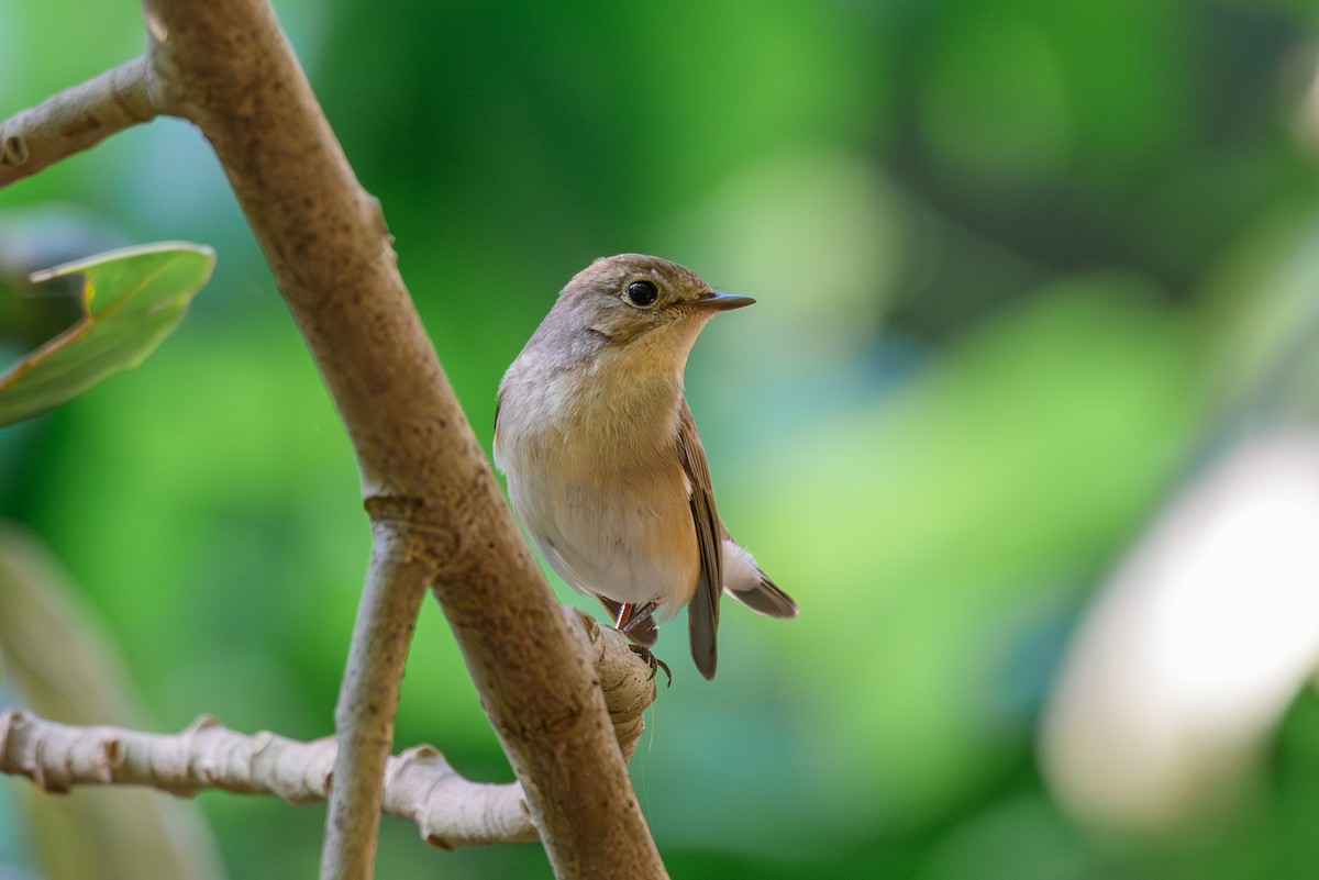 Малая мухоловка - ML645318284