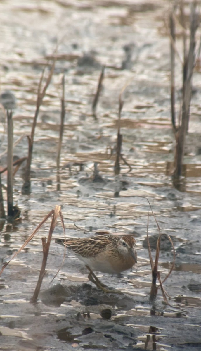 Sharp-tailed Sandpiper - ML645318285