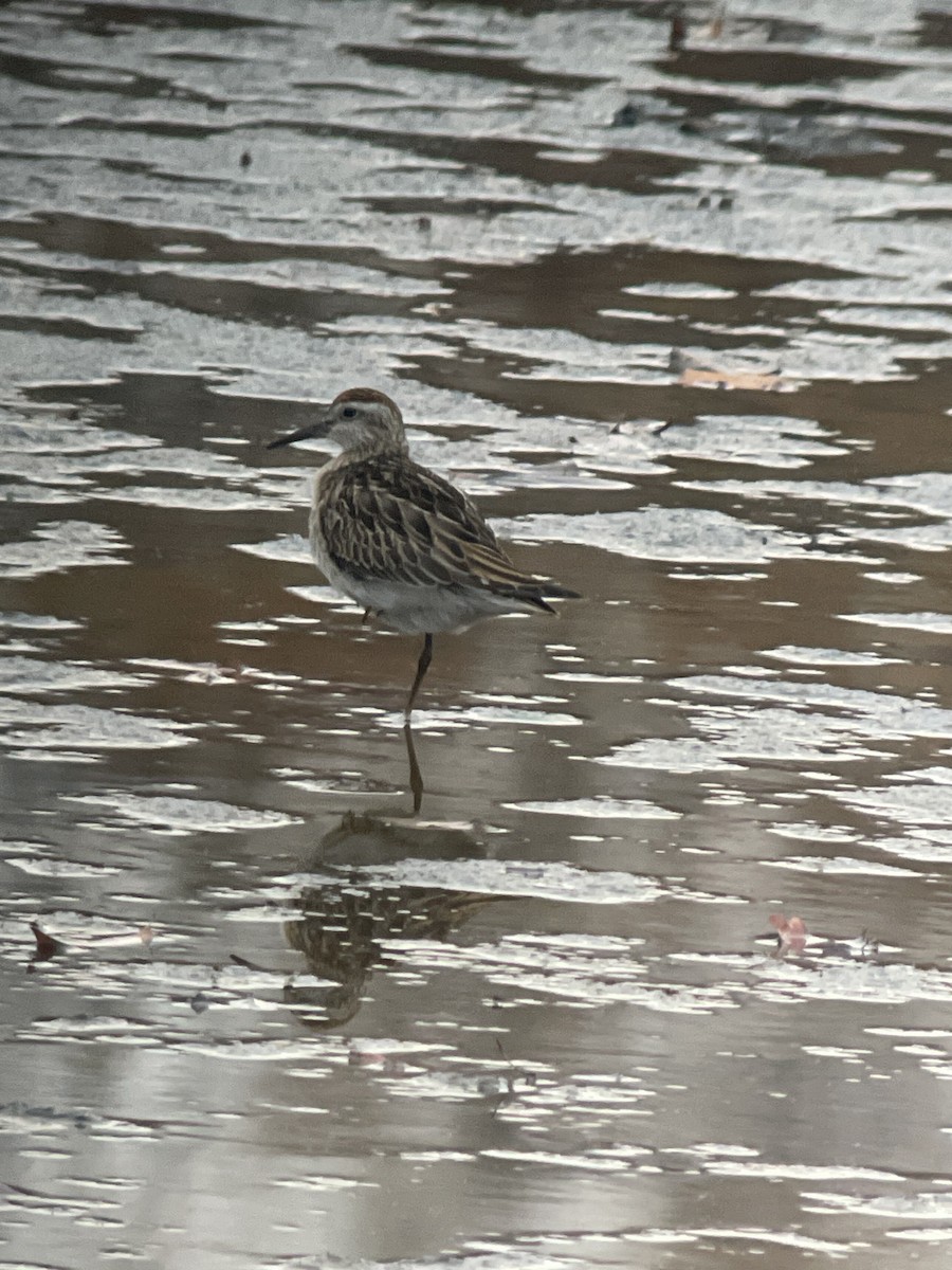 Sharp-tailed Sandpiper - ML645318286