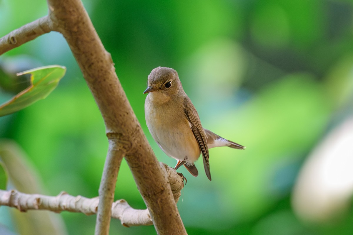 Малая мухоловка - ML645318287