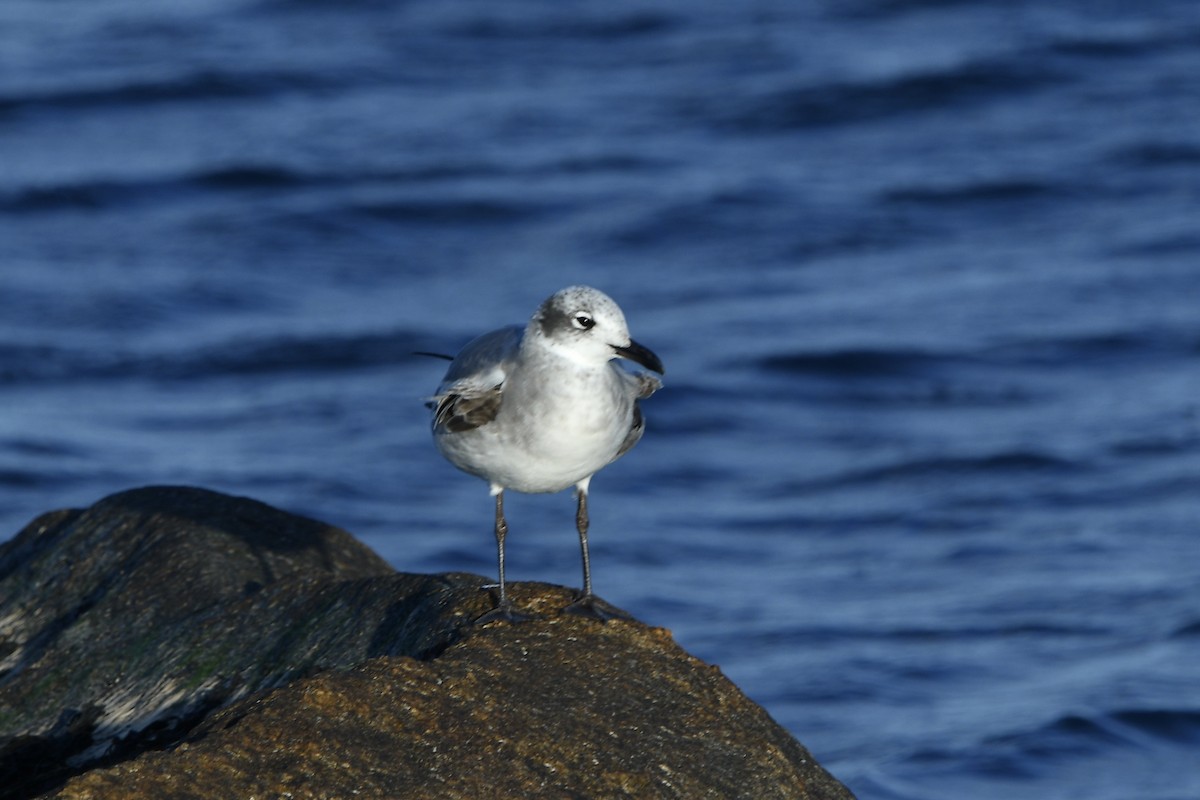 Ацтекская чайка - ML645318288