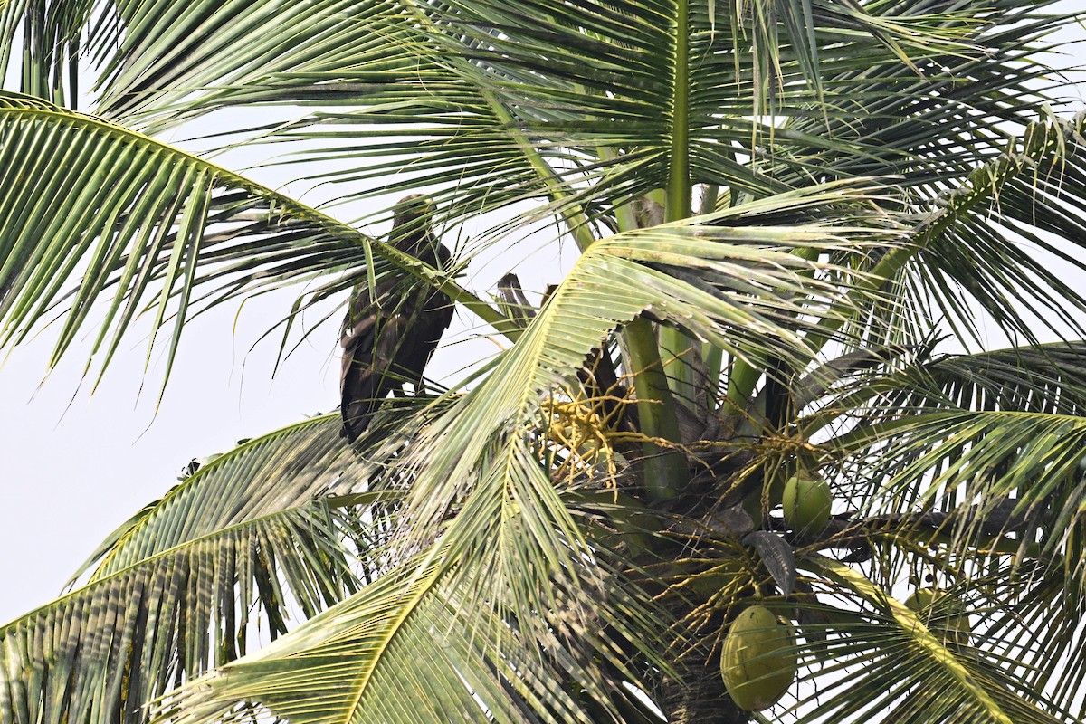 Greater Spotted Eagle - ML645318300