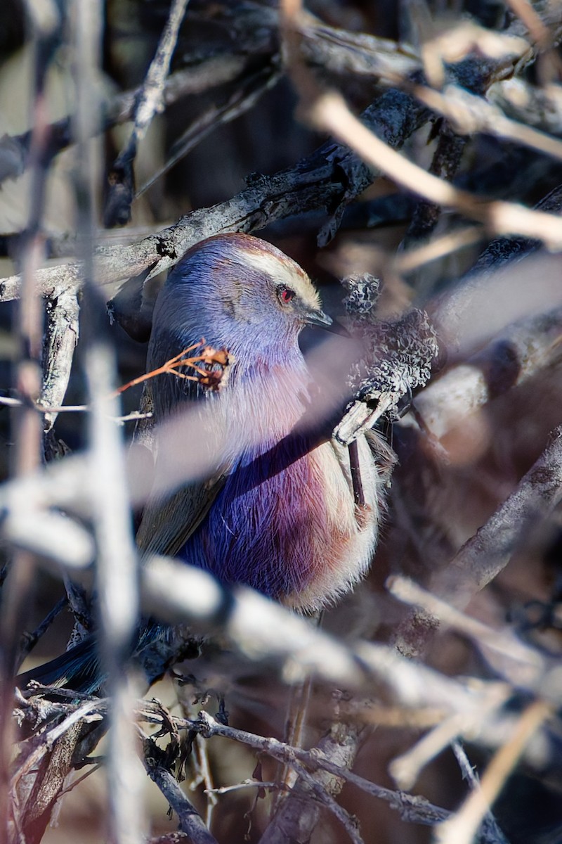 White-browed Tit-Warbler - ML645318307