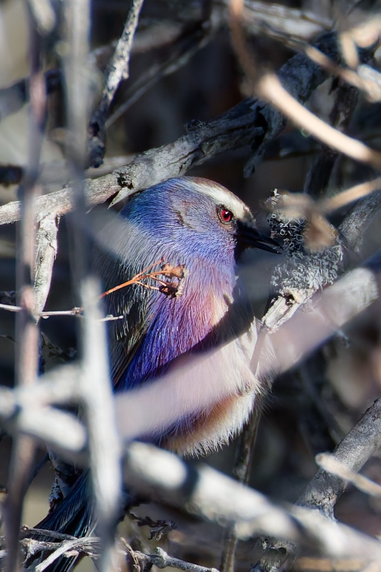 White-browed Tit-Warbler - ML645318308
