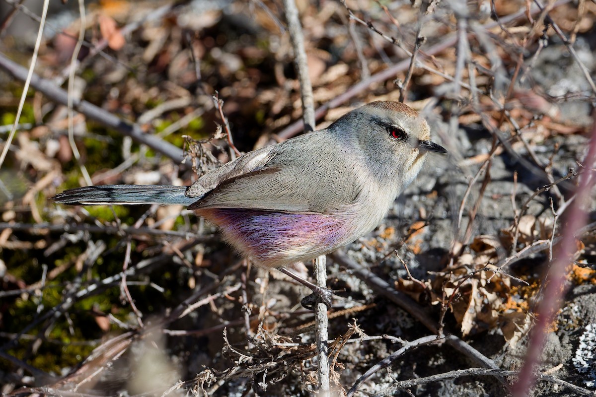 White-browed Tit-Warbler - ML645318309