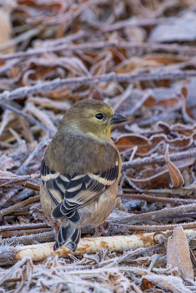American Goldfinch - ML645318314
