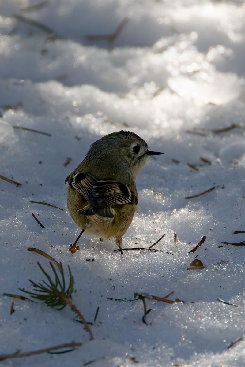 Goldcrest - ML645318322