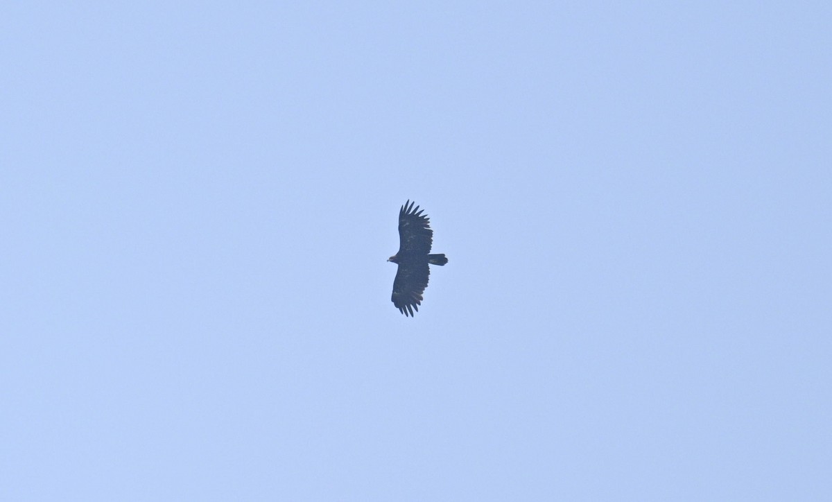Greater Spotted Eagle - ML645318333