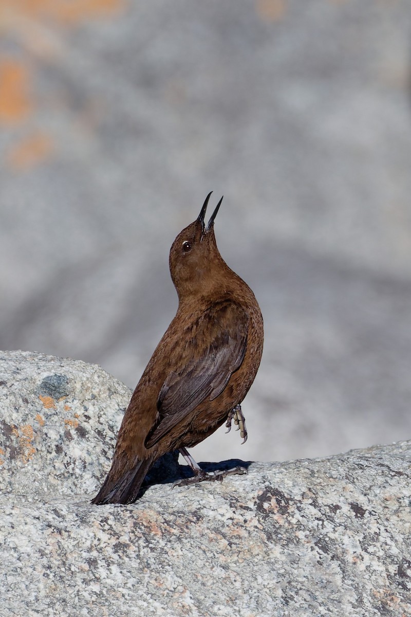 Brown Dipper - ML645318353