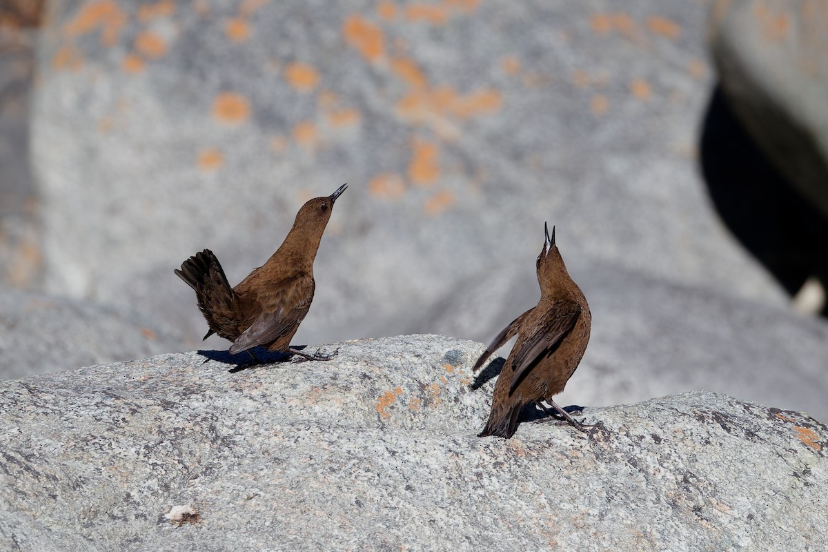Brown Dipper - ML645318354